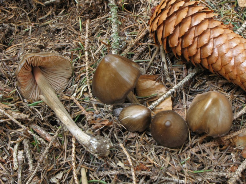 Entoloma vernum